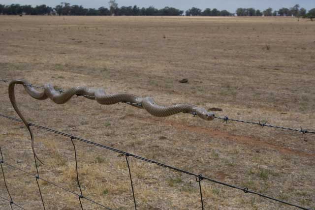 Mr Tickles the fence climbing brown snake